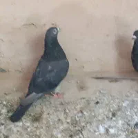 موشی سیاه