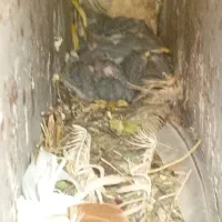جوجه مینا