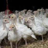 جوجه بوقلمون بیوتی 6 یک ماهه