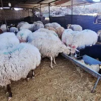 گوسفند بز و بزغاله تخفیف ویژه