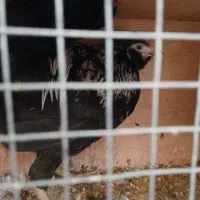 جوجه خروس|حیوانات مزرعه|اسلامشهر, مطهری|دیوار