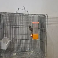 پرنده سهره|پرنده|قرچک, فردیس|دیوار