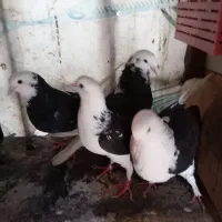 با سلام خدمت دوستان عزیز و عشق باز|پرنده|رشت, گیل|دیوار