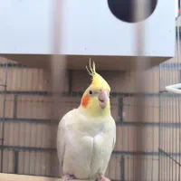 عروس هلندی نر وسه عدد جوجه|پرنده|شاهین‌شهر, خبرنگار|دیوار