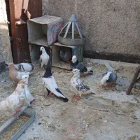 کفتر پلاکی