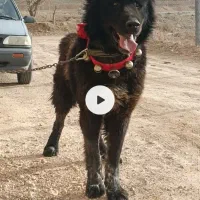 مارشال بزرگ