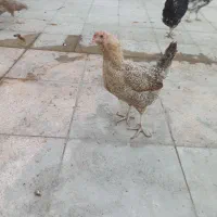 مرغ وخروس ونیمچه گلین|حیوانات مزرعه|قرچک, میرزائی شمالی|دیوار