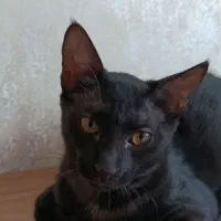 واگذاری گربه|گربه|زنجان, |دیوار