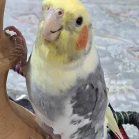 عروس هلندی|پرنده|شیراز, غدیر شمالی|دیوار