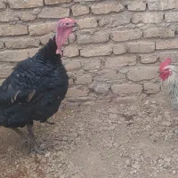 بوقلمون 9 ماهه و خروس 6 ماهه