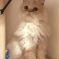 گربه بریتیش ماده