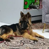 ژرمن شولاین ۸ ماهه نر