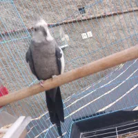 به دلیل نداشتن جا|پرنده|شیراز, شیخ علی چوپان|دیوار