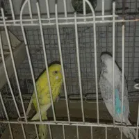 مرغ عشق|پرنده|رباطکریم, رباطکریم|دیوار