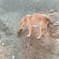 سگ سرابی