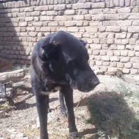 سگ سیاه|حیوانات|آوج, |دیوار