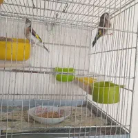 سره  جفت نروماده