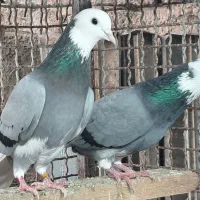 کبوتر  شازده و دست سفید