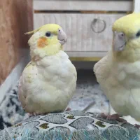 یه جفت عروس هلندی مولد