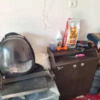 سگ پامر|سگ|اقبالیه, |دیوار