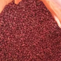 لوبیا قرمز212000