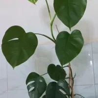 گل طبیعی برگ انجیری|گل و گیاه طبیعی|اهر, |دیوار