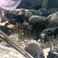 تعداد ۱۰ راس بز آبستن معاوضه با خودرو یا موتور