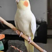 عروس هلندی گم شده