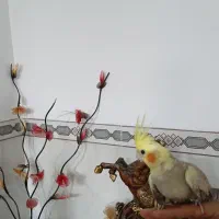 عروس هلندی