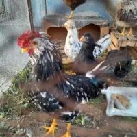تخم نطفه دار مرغ گلین