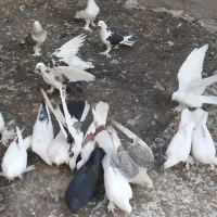 فروش کبوتر