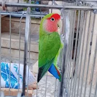 فروش یک عدد طوطی برزیلی
