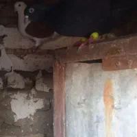 کفتر نرو ماده|پرنده|مینودشت, |دیوار