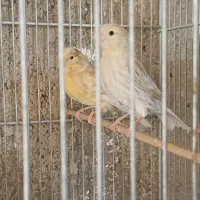 معاوضه قناری با مرغ و خروس