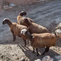 گوسفند|حیوانات مزرعه|قیدار, |دیوار