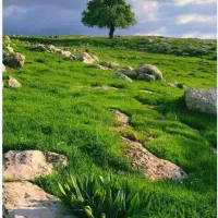 علف امسال