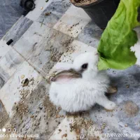 بچه خرگوش