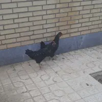 دوتا مرغ و خروس