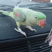 جوجه شاه طوطی دست آموز و اهلی ۳ماهه