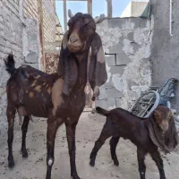 فروش بز،کهره و چبش پاکستانی|حیوانات مزرعه|قیروکارزین, |دیوار