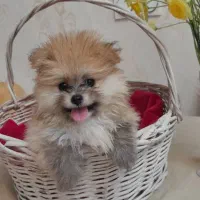 توله سگ پامر با وسایل