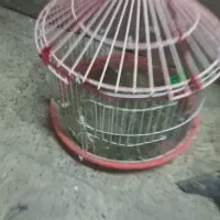 دوعدد قناری سهره