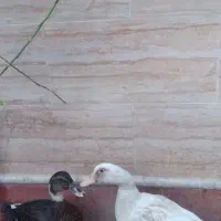 اردک|پرنده|بندر کنگان, |دیوار