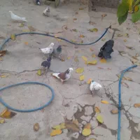 کبوترپرشی|پرنده|چادگان, |دیوار