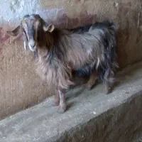 گوسفند. میش و بره. دوتا میش. یه بزغاله|حیوانات مزرعه|اشترینان, |دیوار