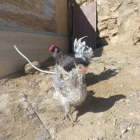 تخم‌‌ مرغ گلین طوسی