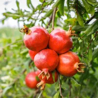 ۱ میلیارد درآمد بیشتر با کود Npks کروا