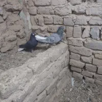 کبوتر رنگی دم سفید و خوش رنگ|پرنده|ابهر, |دیوار