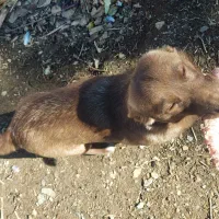 سگ خانگی|سگ|مریوان, |دیوار