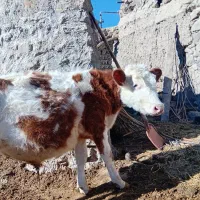 فروش دام زنده|حیوانات مزرعه|نیر (اردبیل), |دیوار